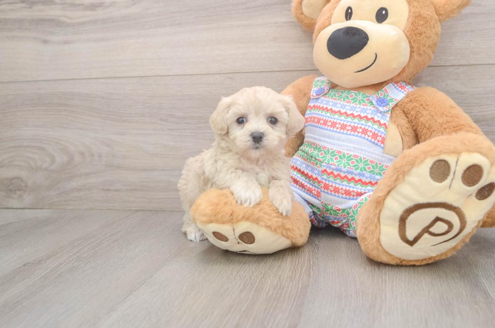 5 week old Maltipoo Puppy For Sale - Puppy Love PR