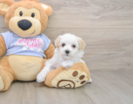 9 week old Maltipoo Puppy For Sale - Puppy Love PR