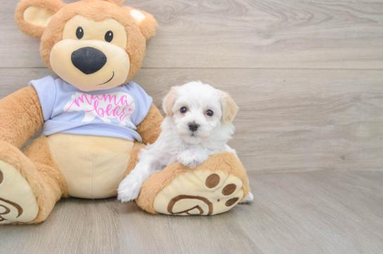 Smart Maltipoo Poodle Mix Pup