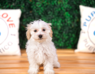 11 week old Maltipoo Puppy For Sale - Puppy Love PR