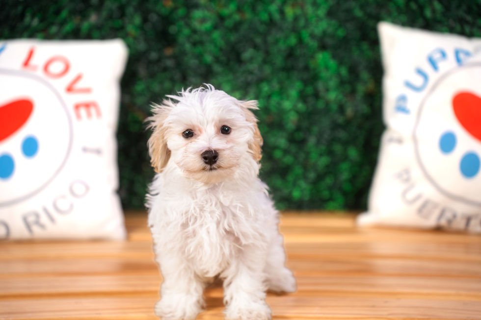 Cute Malt a Poo Poodle Mix Puppy