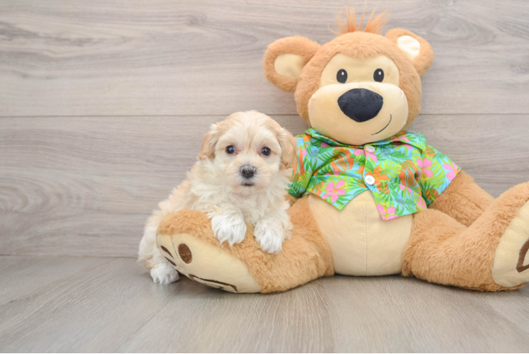 Maltipoo Pup Being Cute