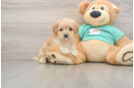 Best Maltipoo Baby