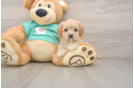 Funny Maltipoo Poodle Mix Pup