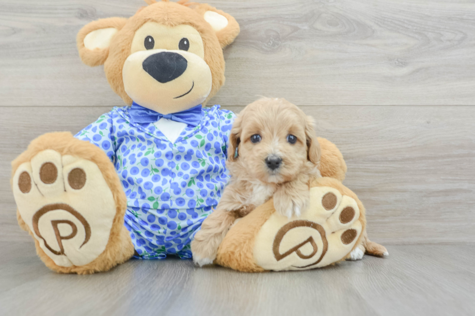 Popular Maltipoo Poodle Mix Pup