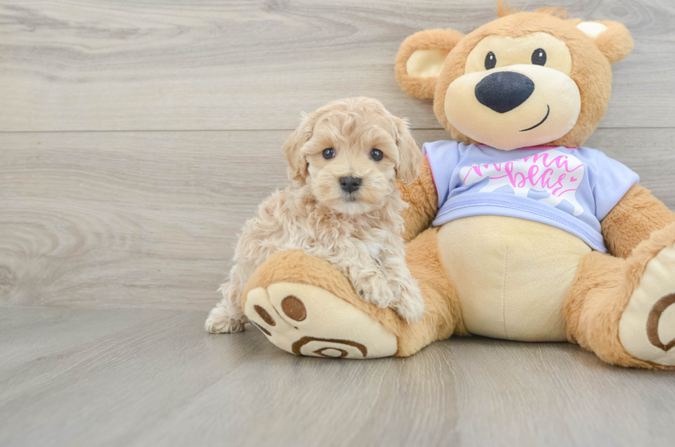 5 week old Maltipoo Puppy For Sale - Puppy Love PR