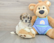 7 week old Maltipoo Puppy For Sale - Puppy Love PR