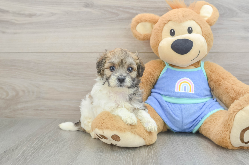 5 week old Maltipoo Puppy For Sale - Puppy Love PR