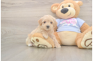 Smart Maltipoo Poodle Mix Pup