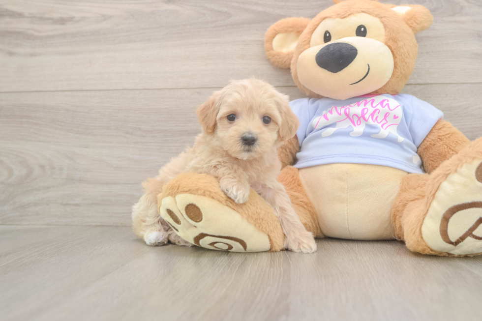Smart Maltipoo Poodle Mix Pup