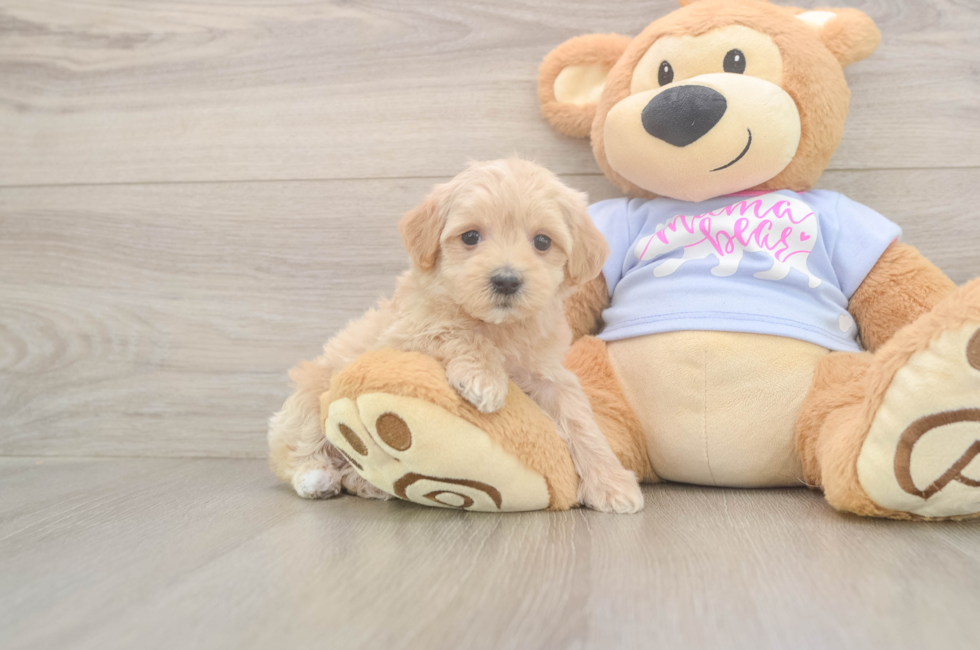 5 week old Maltipoo Puppy For Sale - Puppy Love PR