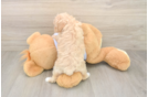 Popular Maltipoo Poodle Mix Pup
