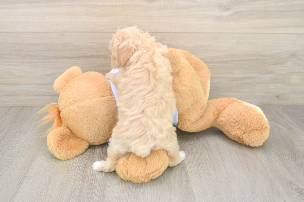Popular Maltipoo Poodle Mix Pup