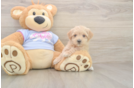 Best Maltipoo Baby