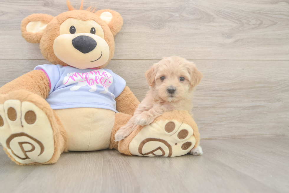 Best Maltipoo Baby