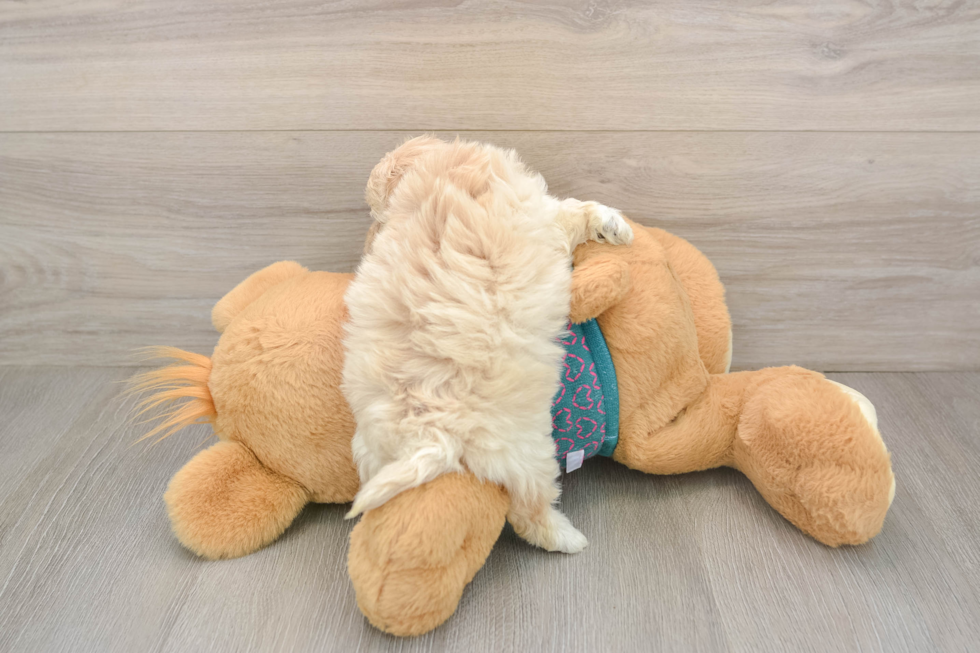 Smart Maltipoo Poodle Mix Pup