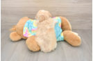 Cute Maltipoo Baby