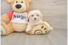 Energetic Maltepoo Poodle Mix Puppy