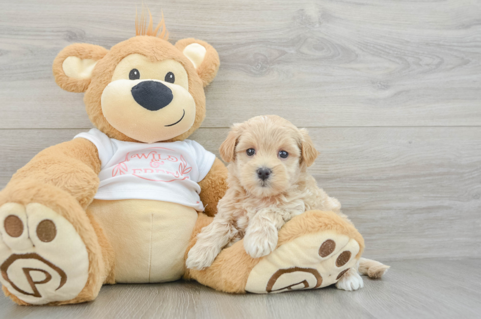 6 week old Maltipoo Puppy For Sale - Puppy Love PR