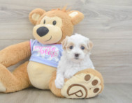 9 week old Maltipoo Puppy For Sale - Puppy Love PR