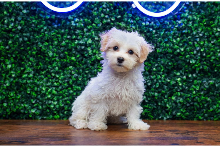 Cute Maltipoo Baby