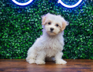10 week old Maltipoo Puppy For Sale - Puppy Love PR