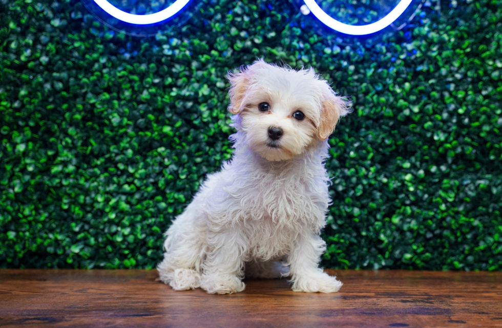 Cute Maltipoo Baby