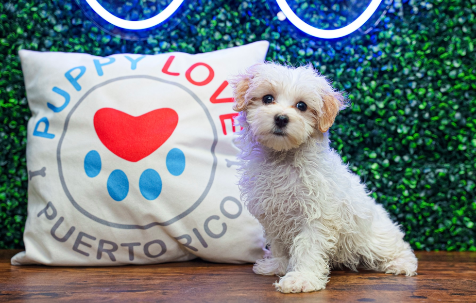 Maltipoo Puppy for Adoption