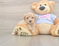 9 week old Maltipoo Puppy For Sale - Puppy Love PR