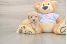 Cute Maltipoo Baby