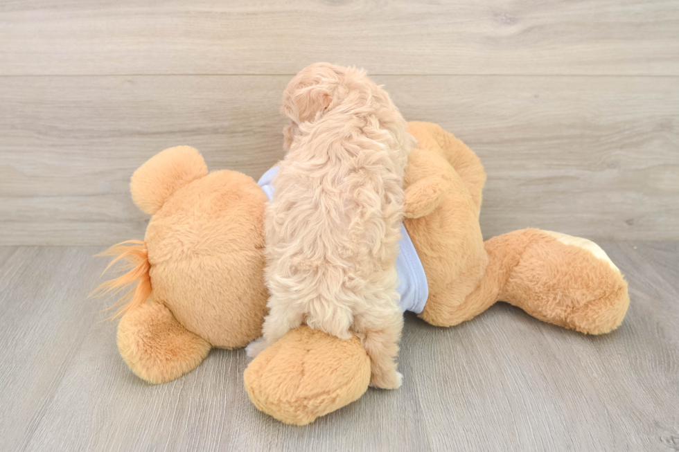 Friendly Maltipoo Baby