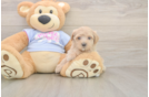 Happy Maltipoo Baby