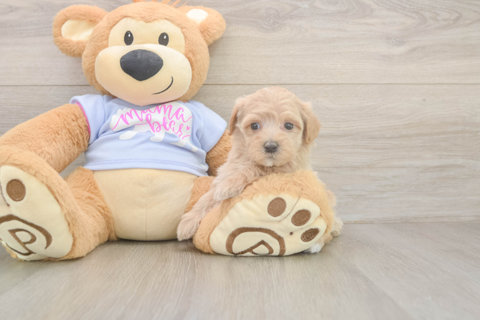 Happy Maltipoo Baby