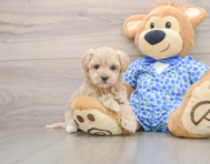 8 week old Maltipoo Puppy For Sale - Puppy Love PR