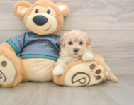 8 week old Maltipoo Puppy For Sale - Puppy Love PR