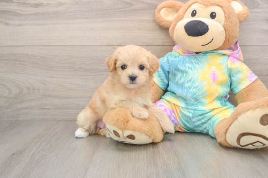 Maltipoo Puppy for Adoption