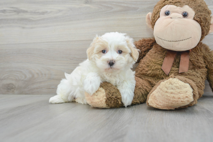 Meet Raquel - our Maltipoo Puppy Photo 1/3 - Puppy Love PR Maltipoo Puppy for Adoption