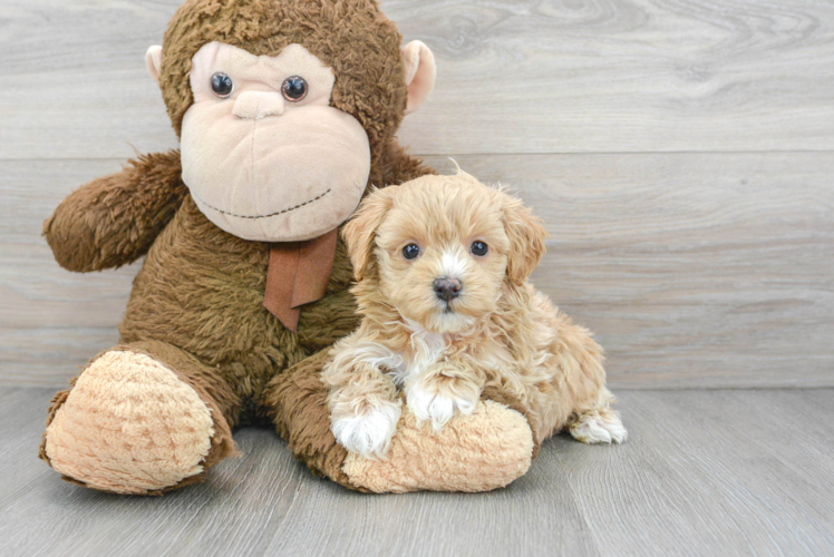 Meet Raquel - our Maltipoo Puppy Photo 1/3 - Puppy Love PR Best Maltipoo Baby