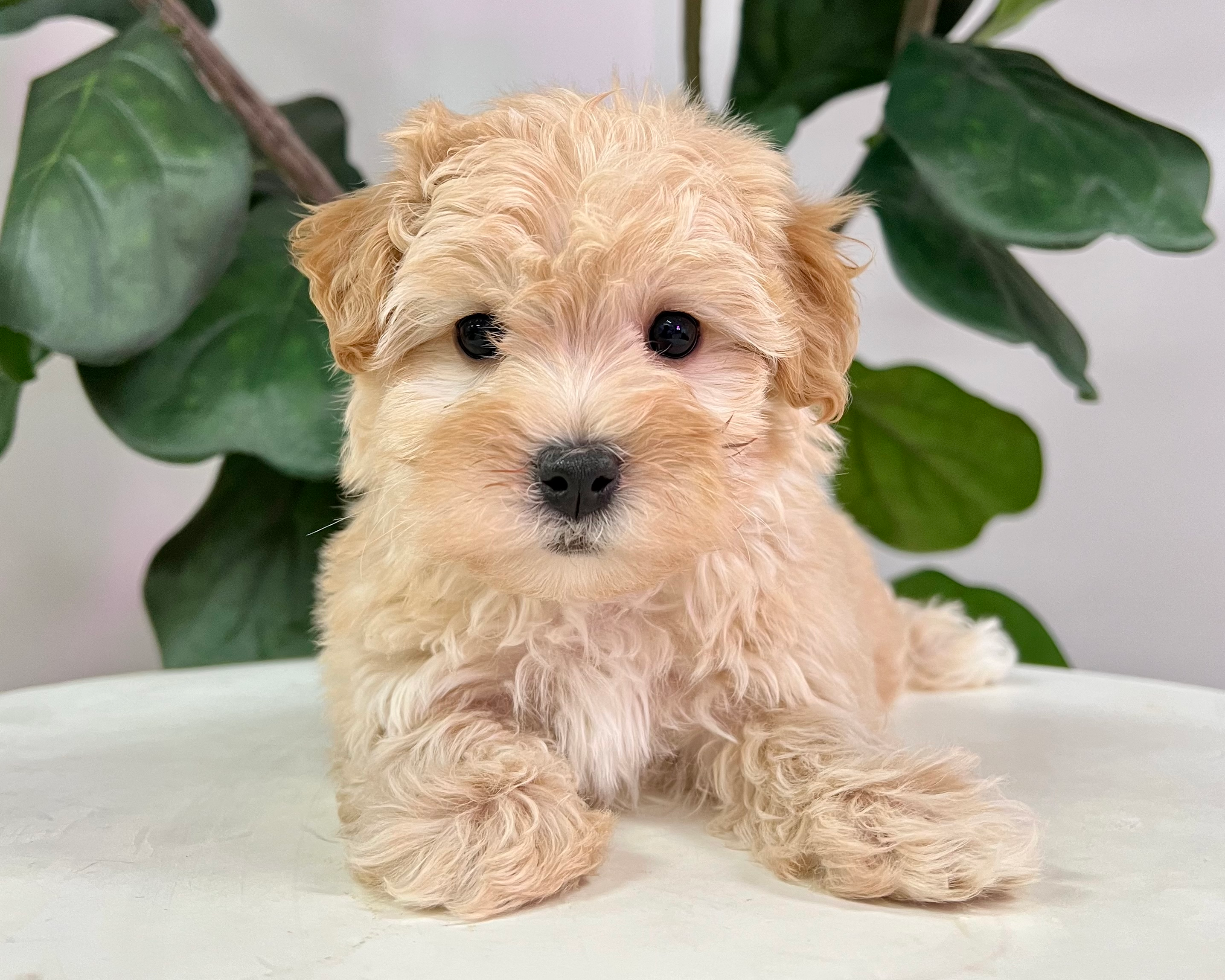 Maltipoo Puppy for Adoption