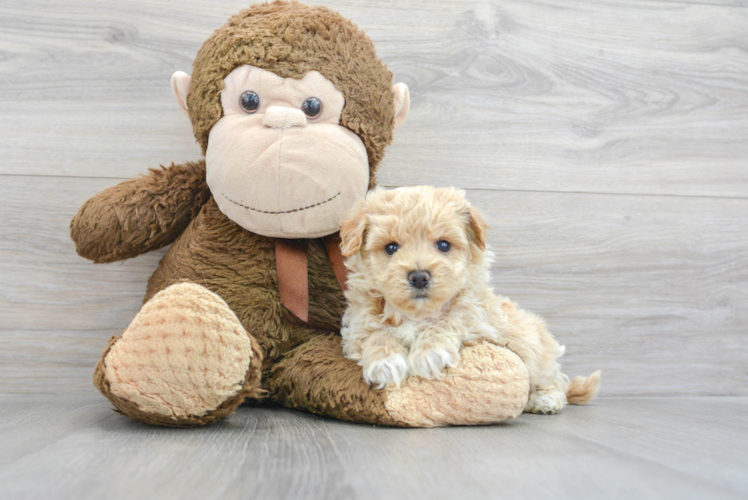 Meet Reno - our Maltipoo Puppy Photo 1/3 - Puppy Love PR Playful Maltese Poodle Poodle Mix Puppy