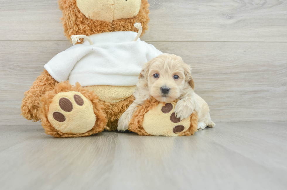 8 week old Maltipoo Puppy For Sale - Puppy Love PR