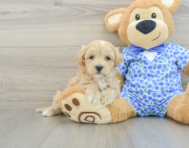 8 week old Maltipoo Puppy For Sale - Puppy Love PR