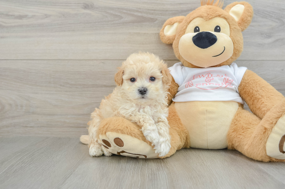 6 week old Maltipoo Puppy For Sale - Puppy Love PR