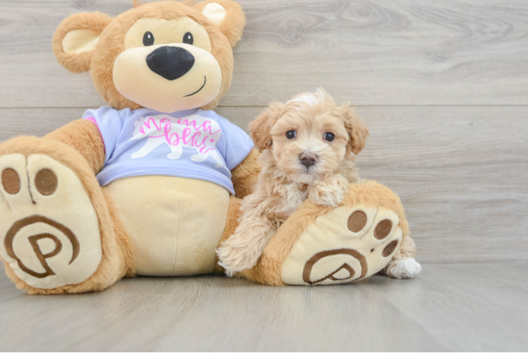 Little Malt Oodle Poodle Mix Puppy
