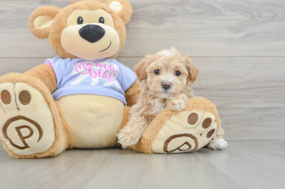 6 week old Maltipoo Puppy For Sale - Puppy Love PR