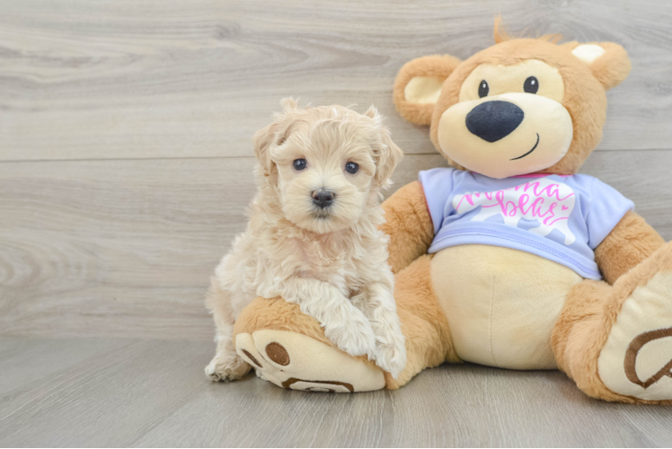 Hypoallergenic Malt a Poo Poodle Mix Puppy