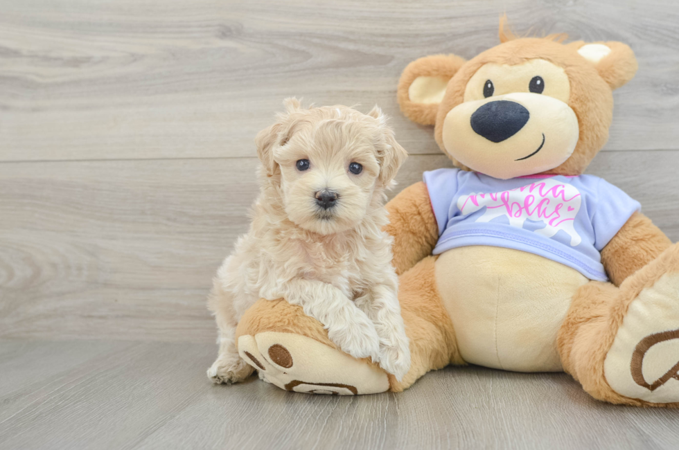 5 week old Maltipoo Puppy For Sale - Puppy Love PR