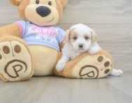 8 week old Maltipoo Puppy For Sale - Puppy Love PR