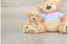 Funny Maltipoo Poodle Mix Pup