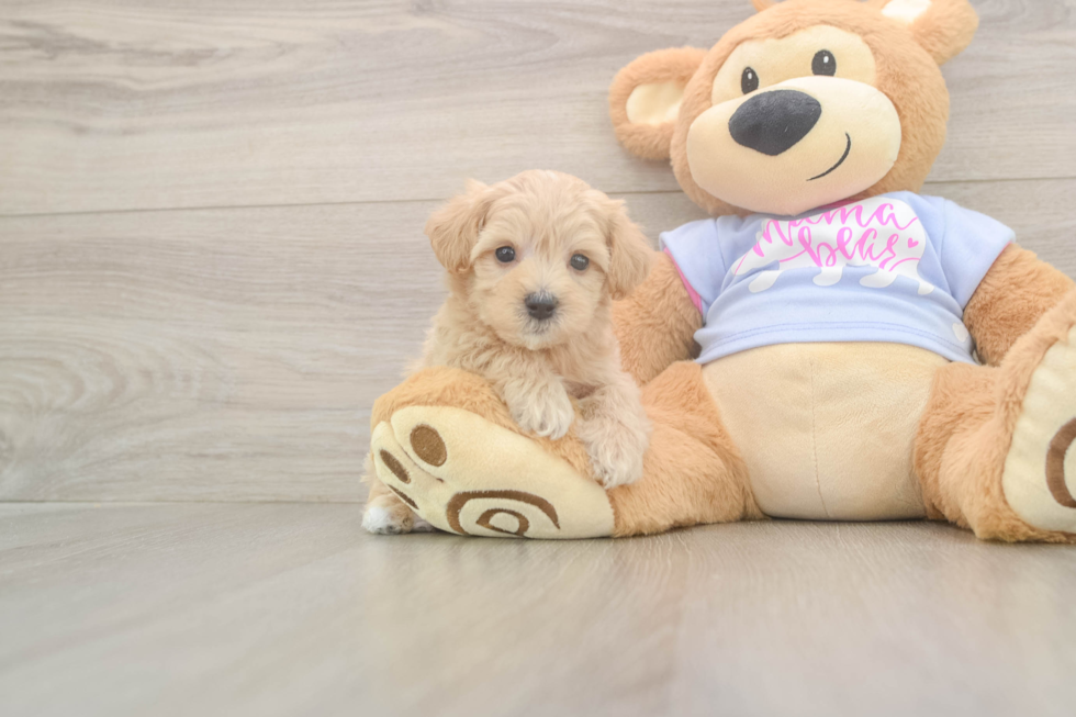 Funny Maltipoo Poodle Mix Pup